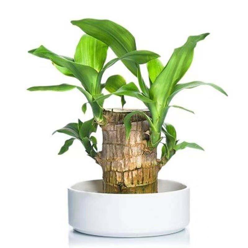 UK-0553 Brazilian Lucky Bamboo Live Plant | Good Luck Plant | Lucky Brazil Wood Plant | Healthy Indoor Feng Shui Plant for Home Decor