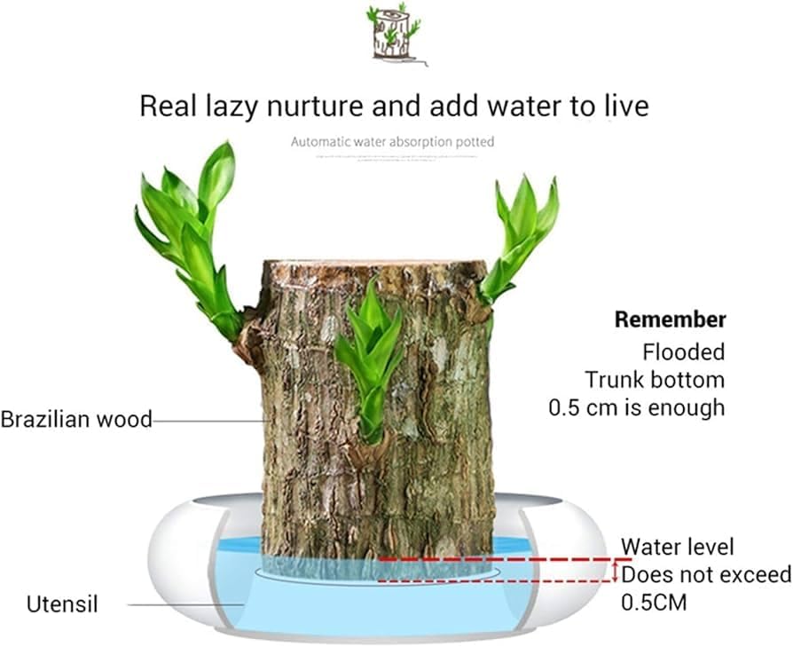 UK-0553 Brazilian Lucky Bamboo Live Plant | Good Luck Plant | Lucky Brazil Wood Plant | Healthy Indoor Feng Shui Plant for Home Decor