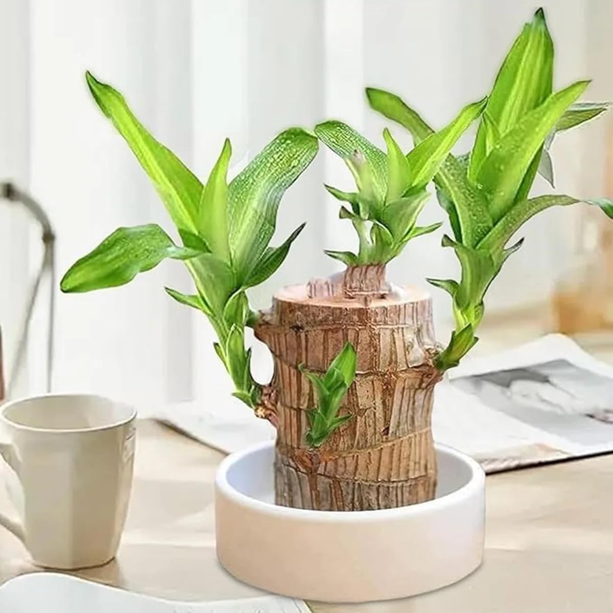 UK-0553 Brazilian Lucky Bamboo Live Plant | Good Luck Plant | Lucky Brazil Wood Plant | Healthy Indoor Feng Shui Plant for Home Decor