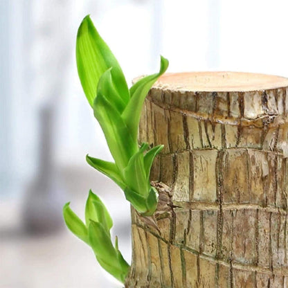 UK-0553 Brazilian Lucky Bamboo Live Plant | Good Luck Plant | Lucky Brazil Wood Plant | Healthy Indoor Feng Shui Plant for Home Decor