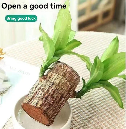 UK-0553 Brazilian Lucky Bamboo Live Plant | Good Luck Plant | Lucky Brazil Wood Plant | Healthy Indoor Feng Shui Plant for Home Decor